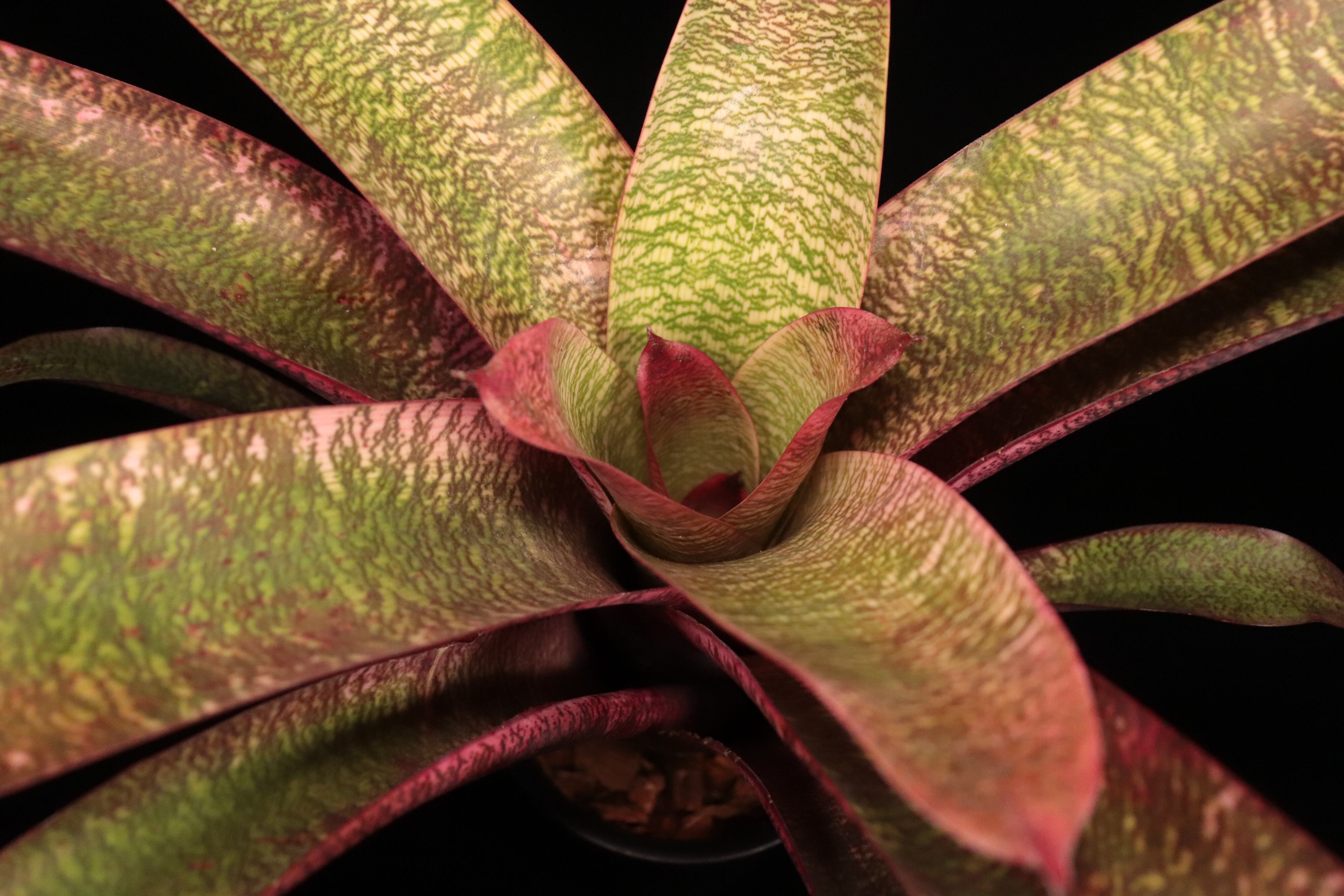 reserved】Vriesea 'Ice Snow Berries' x 'Living in Paradise' #1