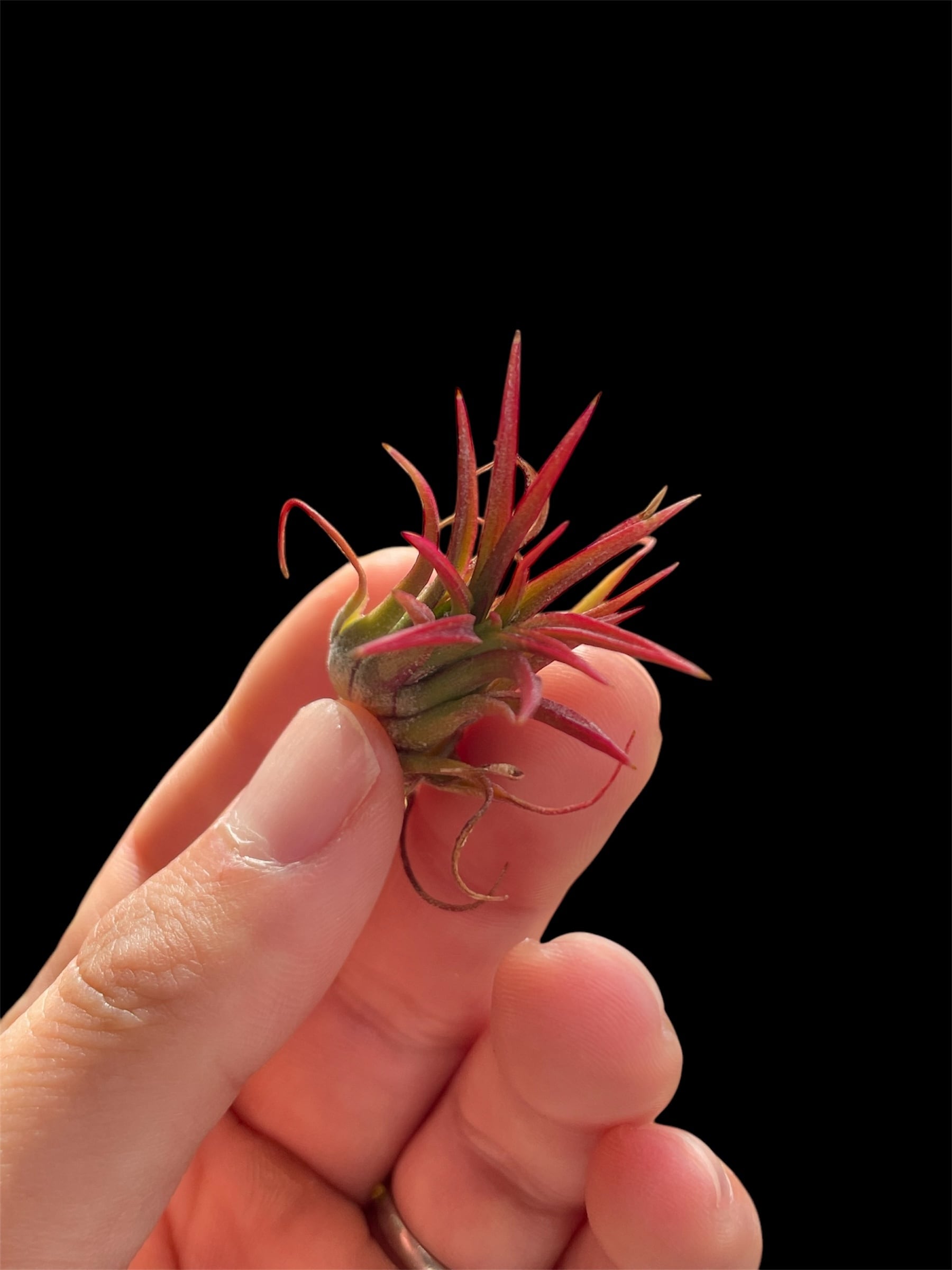Dionaea muscipula CK “Biohazard 1” | Dmix Plants