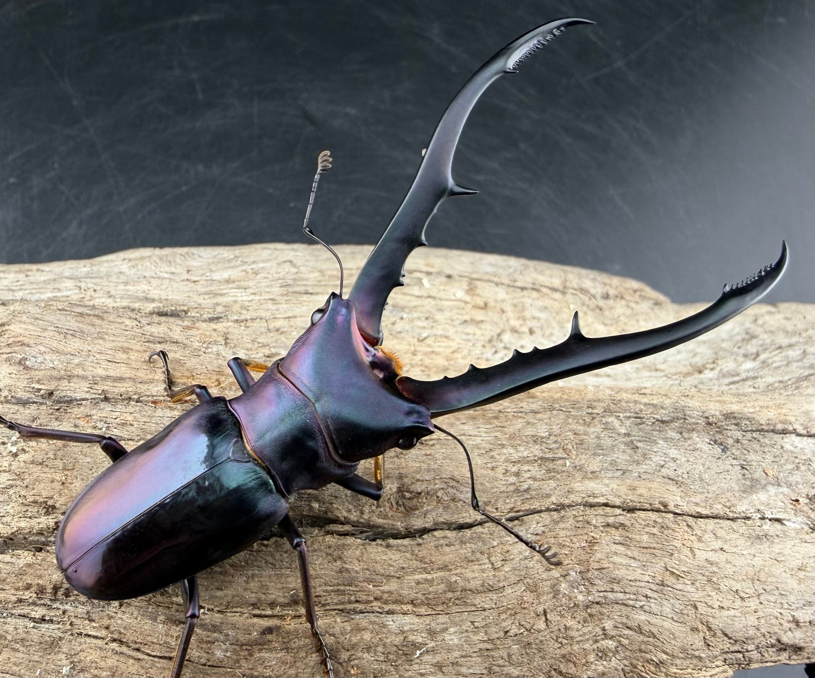 標本 激レア ブルータイプ メタリフェルクワガタ ♂4頭 WILD 標本 激