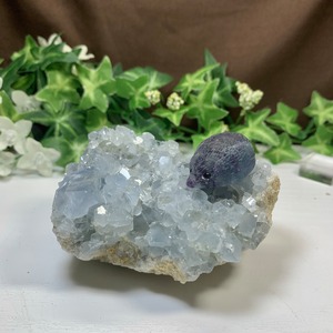 4.空色セレスタイトに住み着いているフローライトハリネズミさん