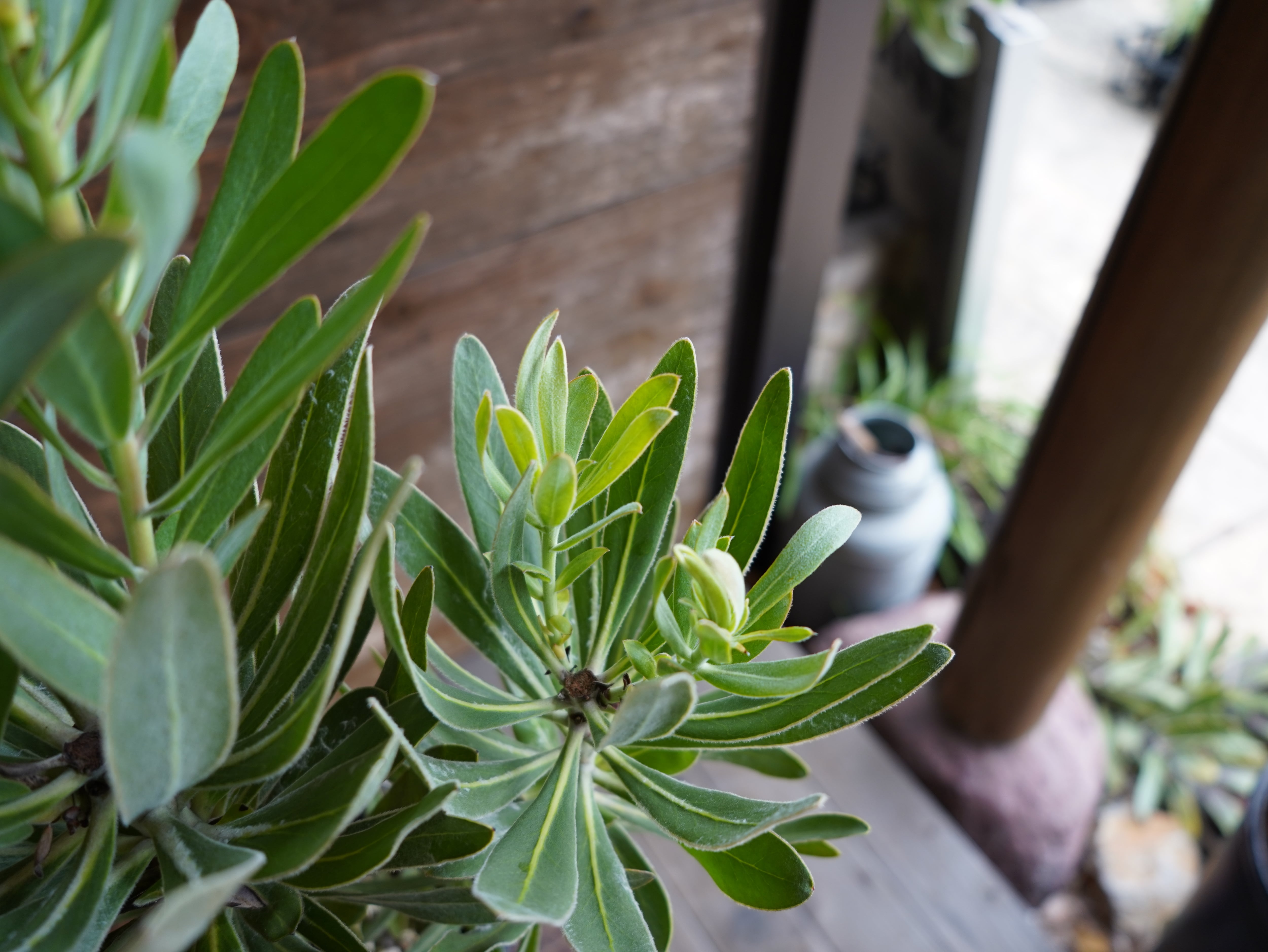 【現物】プロテア　”スペシャルピンクアイス”　A