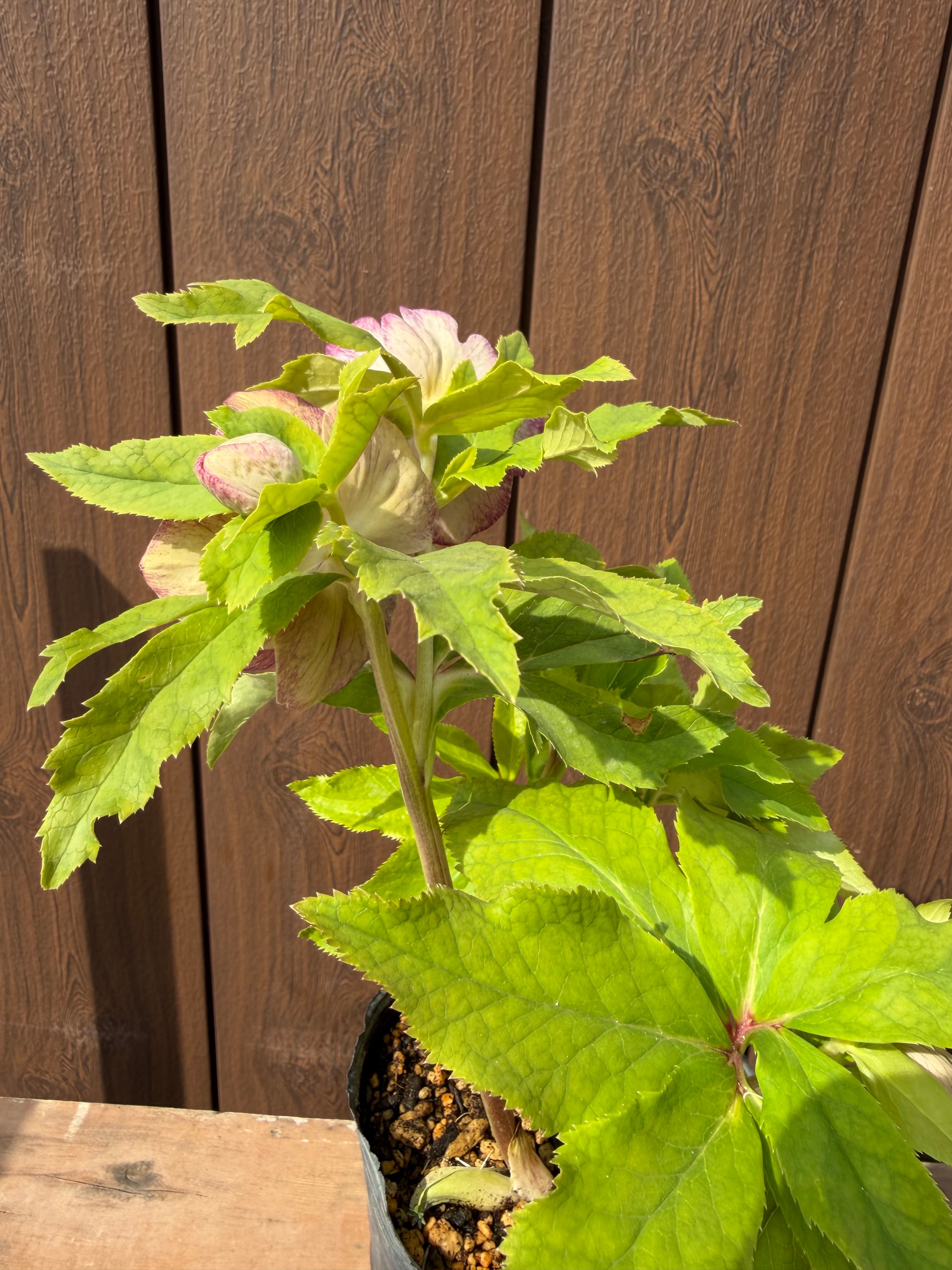 絣ピンクグラデーションdd 加藤農園 クリスマスローズ【Ka02】送料無料