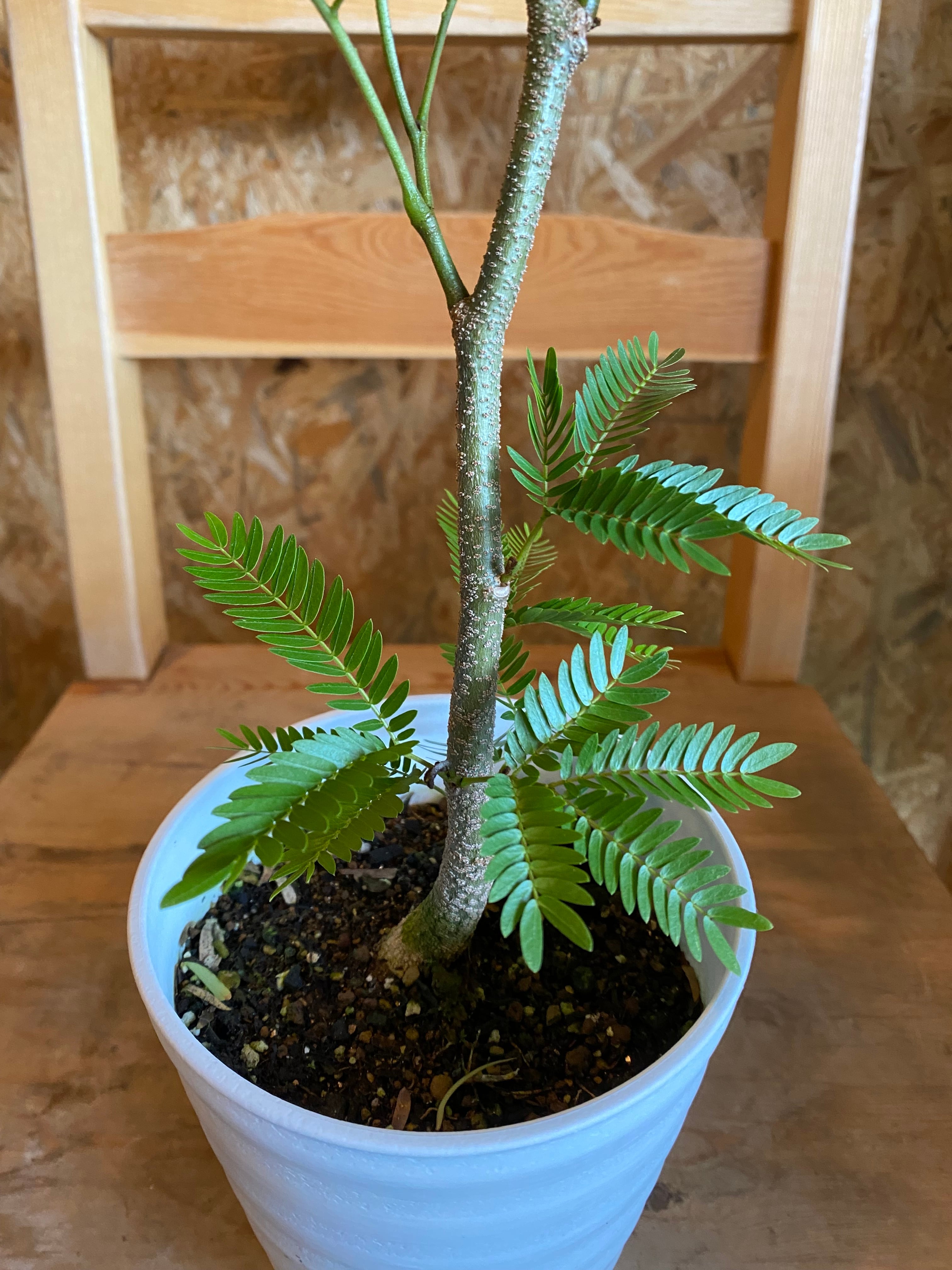 エバーフレッシュ2.0メートル エバーフレッシュ2.0メートル