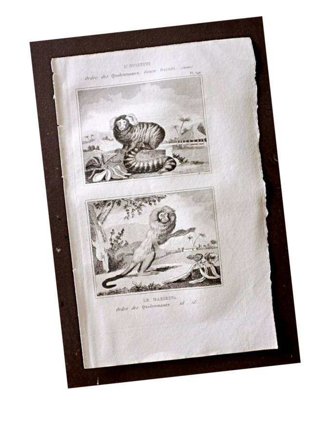 フランス BUFFON 1835s ビュフォン伯爵による動物たちの博物画  タマリン マーモセット アンティーク
