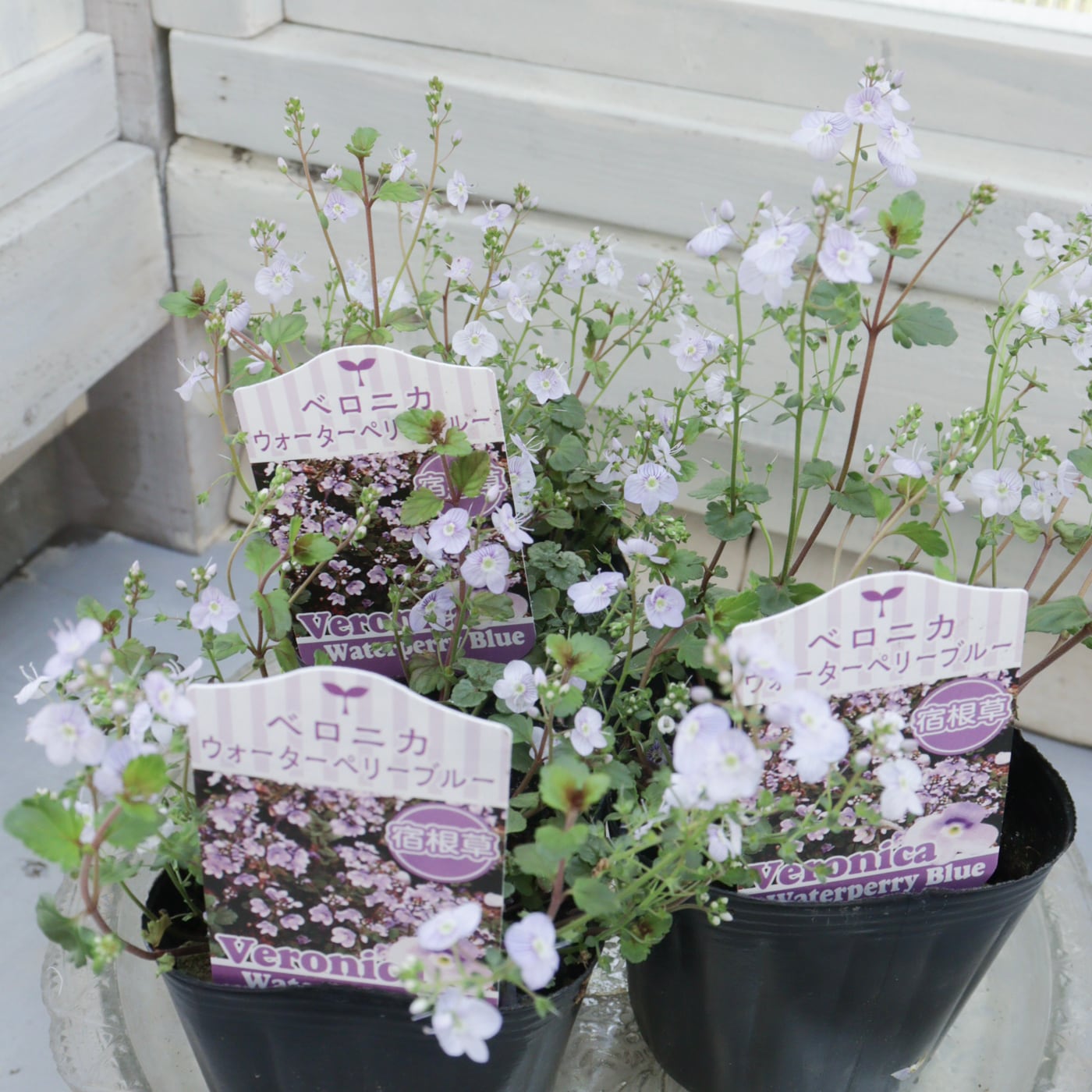 フレンチラベンダー ラベラ ピュアホワイト｜白花が上品な多花性