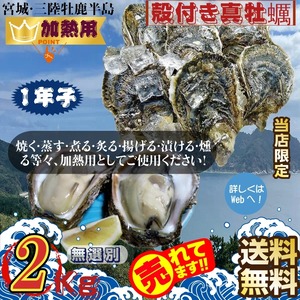 宮城県三陸・牡鹿半島産 加熱用 殻付き生牡蠣:一年子 ２kg /箱 産地直送 送料無料