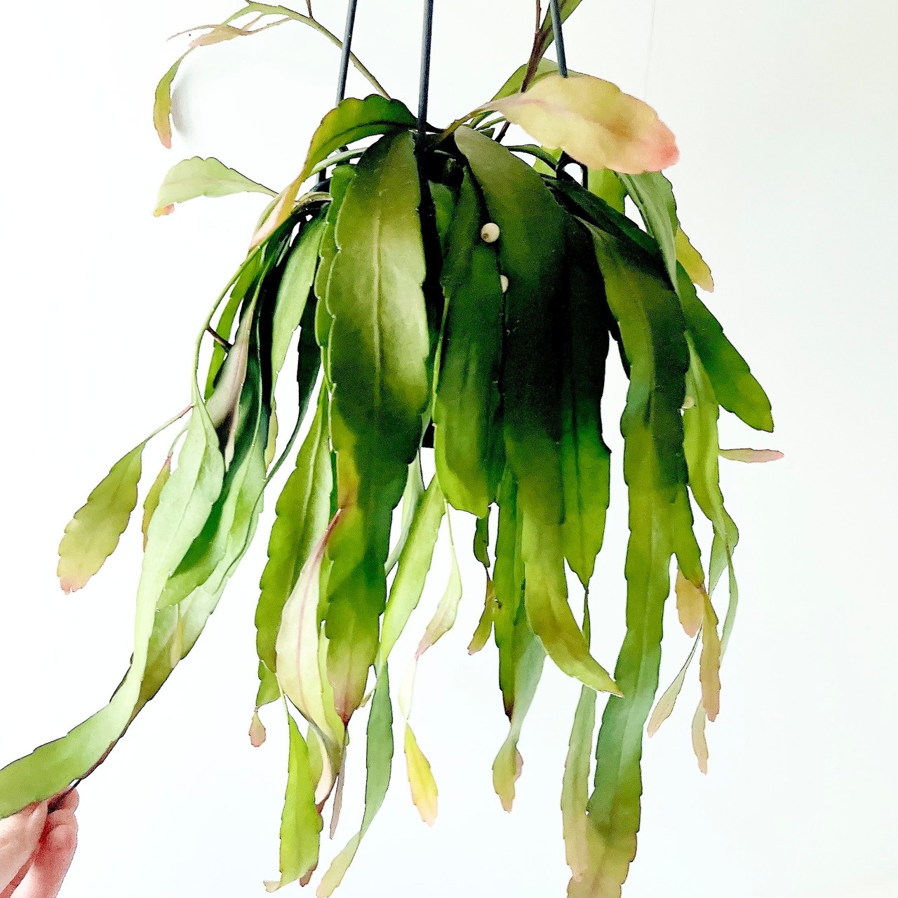 リプサリス ラムローサ 紅葉する森林サボテン 観葉植物 calm cafe