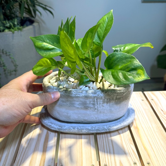 ポトス・グローバルグリーン