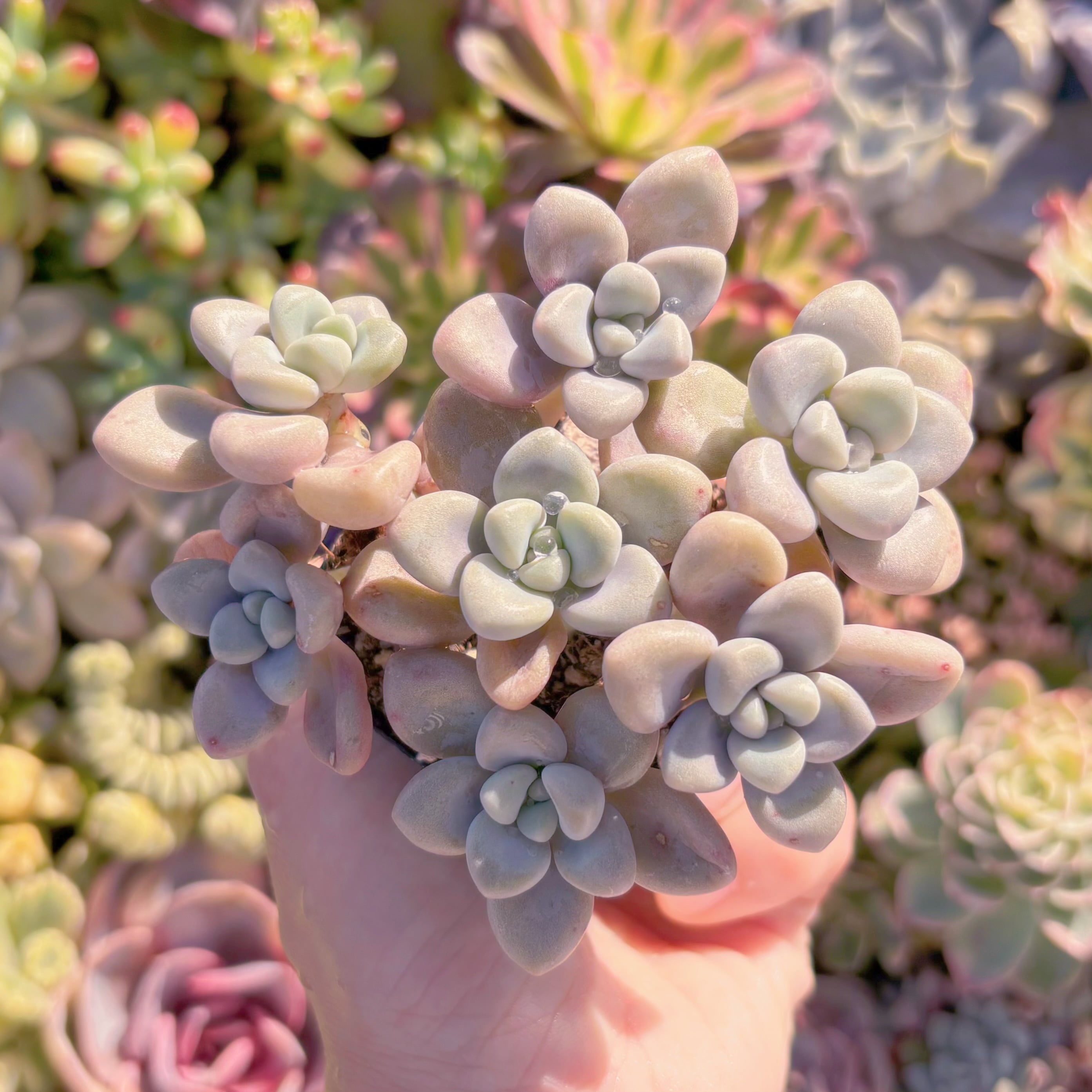 現品　エイレン#M034　るる農園