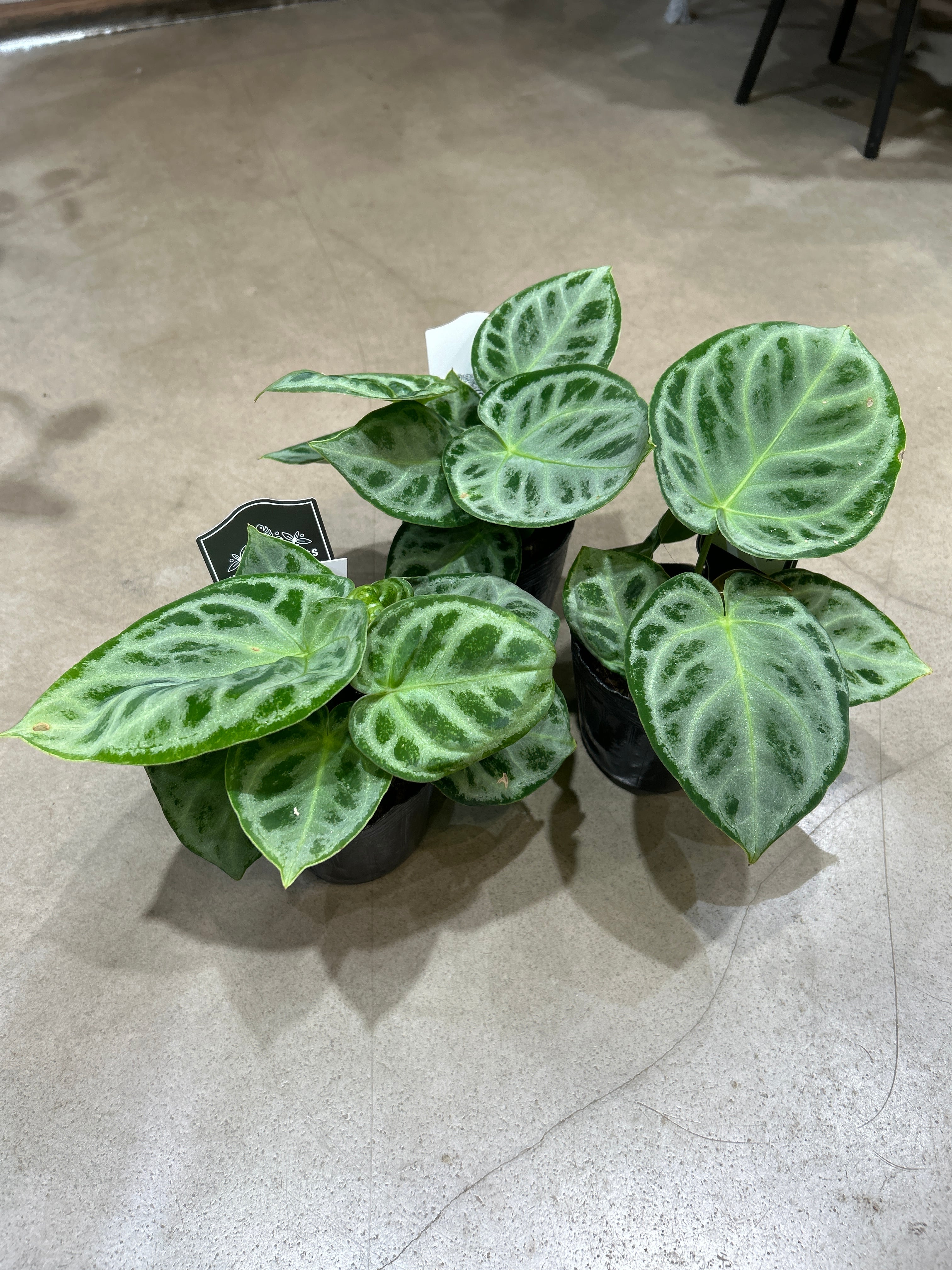 ホヤ カルノーサ スージーQ | MIDORIYA 観葉植物専門店