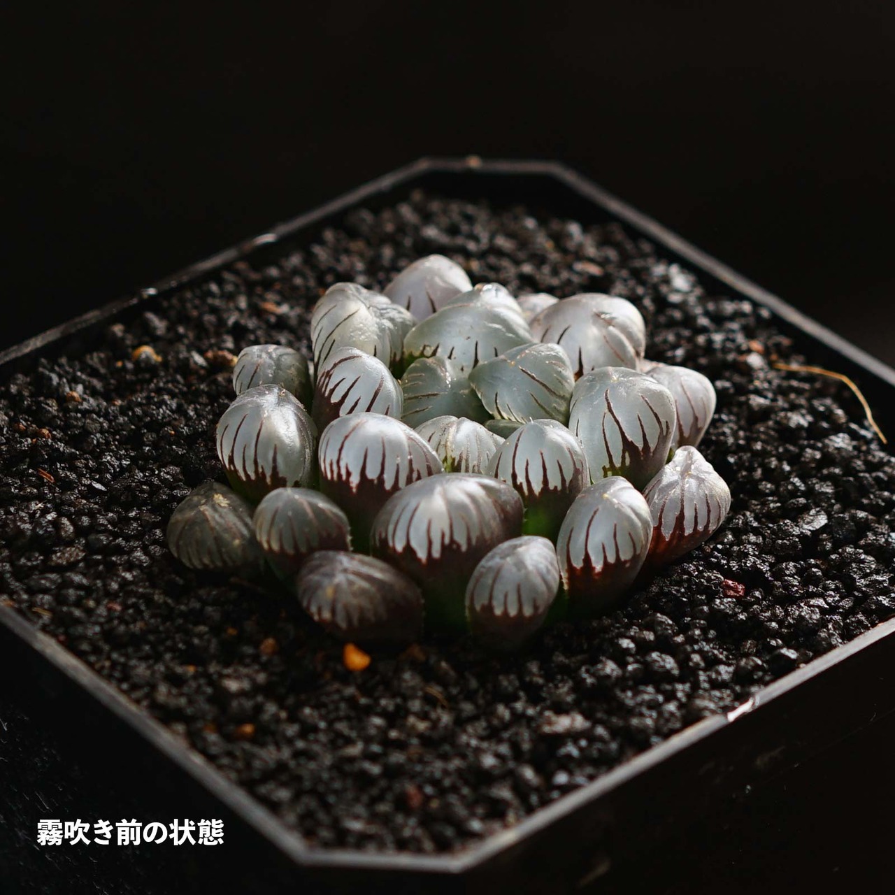 カット苗 ドドソン紫オブツーサ Haworthia 'Dodson Purple'