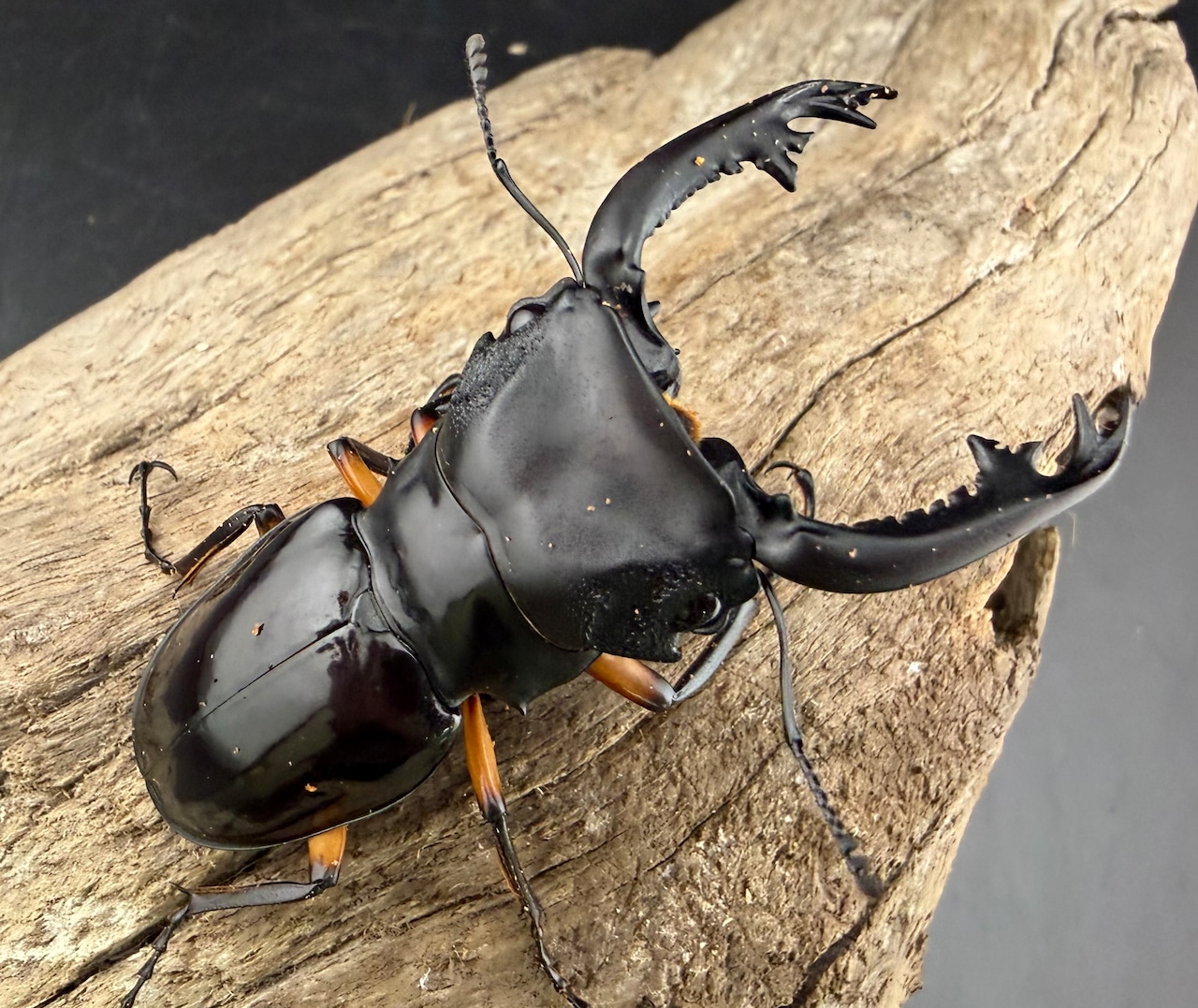 WD】《インペリアリスツヤ亜種komorii トゥルスマリア産 66.5mm ペア》