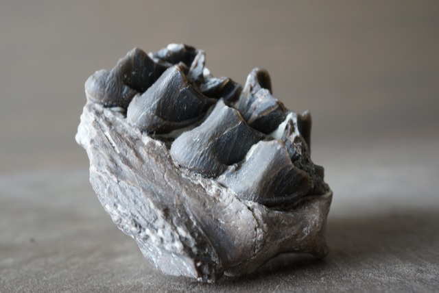 メリコイドドン歯化石　Merycoidodon　1056