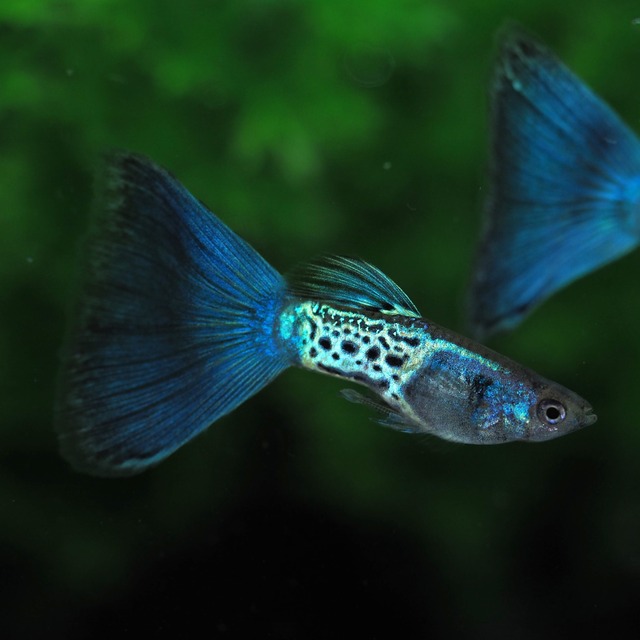 専用　メタルブルーテール　2ペア