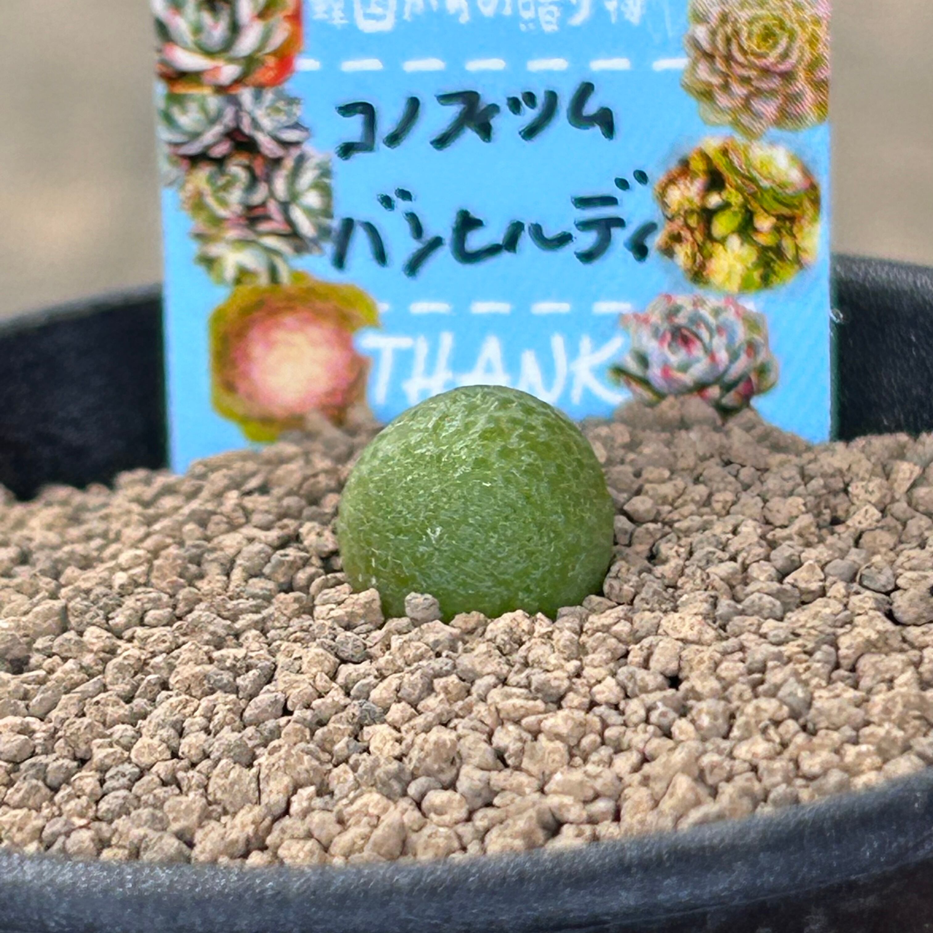 T)バンヒルディ コノフィツム | RuPo 多肉植物専門店