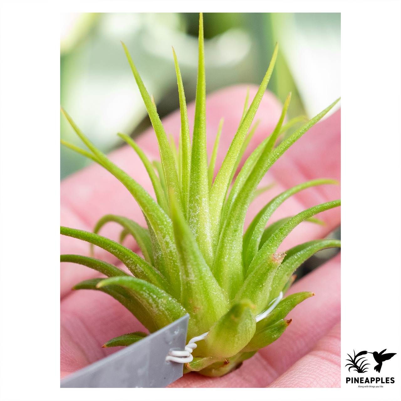 Tillandsia ionantha 'Rubra' (Variegata From Guatemala) - 2