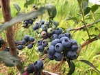『札幌市・江別市』限定販売・宅配　自然栽培ブルーベリー　250g
