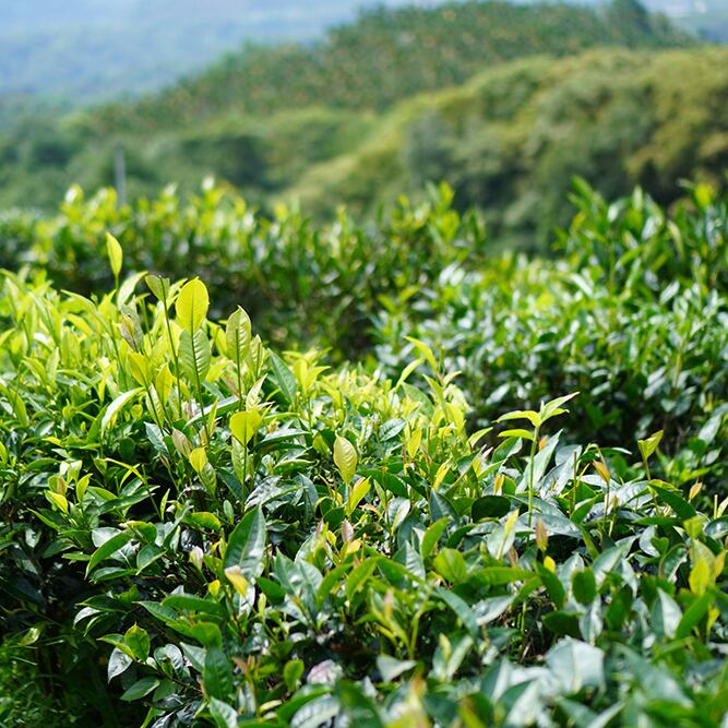 紅玉紅茶(こうぎょくこうちゃ）RUBY BLACKTEA リーフ 20g | SUIITEA