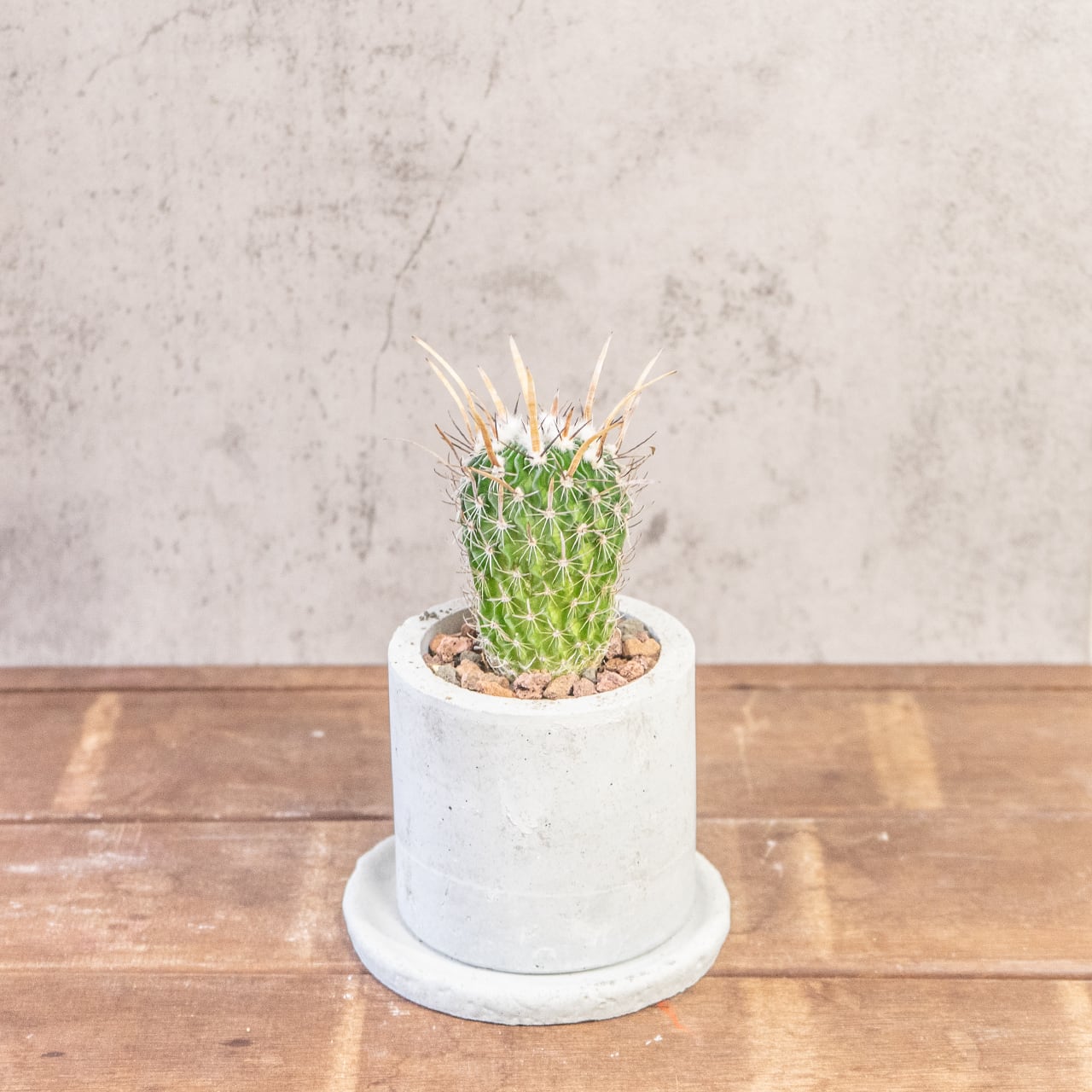 エレクトセントルス｜クラウン状のトゲ飾りが特徴的なインテリアサボテン【一点物／手づくりモルタル鉢】