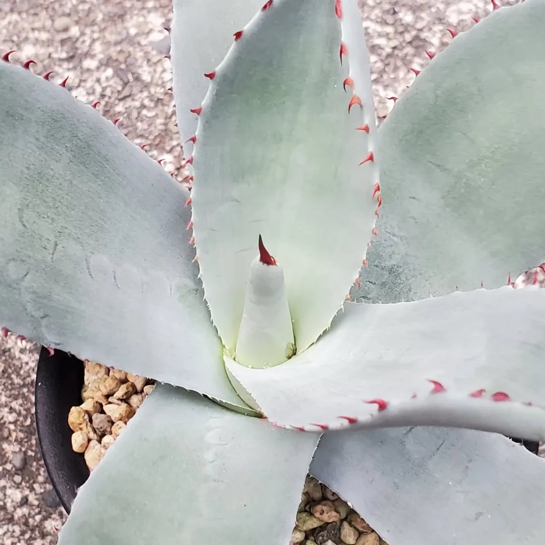 アガベ パリー トランカータ 子株 F00324_Agave parryi var. truncata:アガベ・パリー