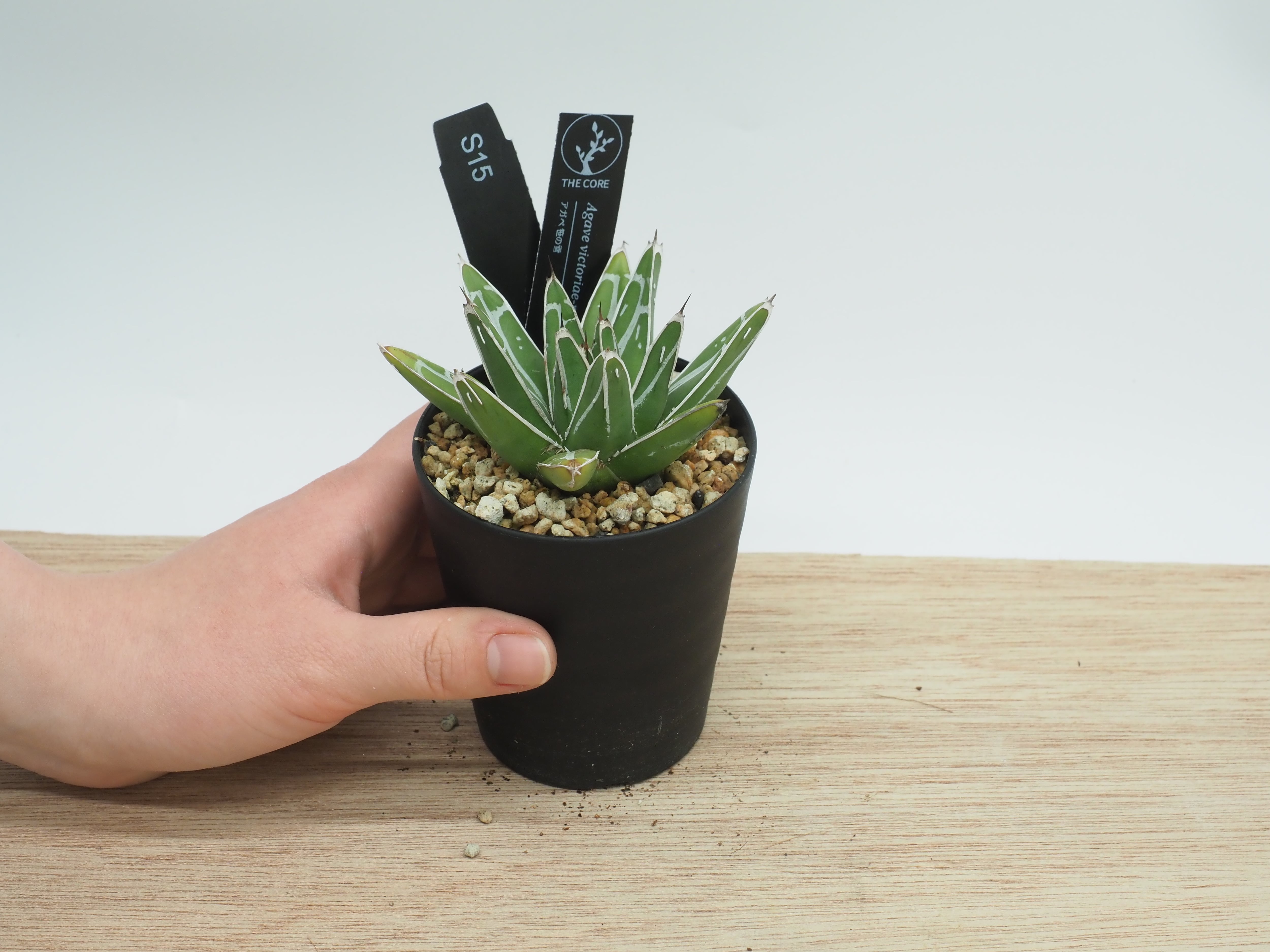 【NAUGHTY BOY品】アガベ オリザバ　鉢ごと　5子株付き NAUGHTY BOY品】アガベ オリザバ 鉢ごと 5子株付き NAUGHTY BOY品