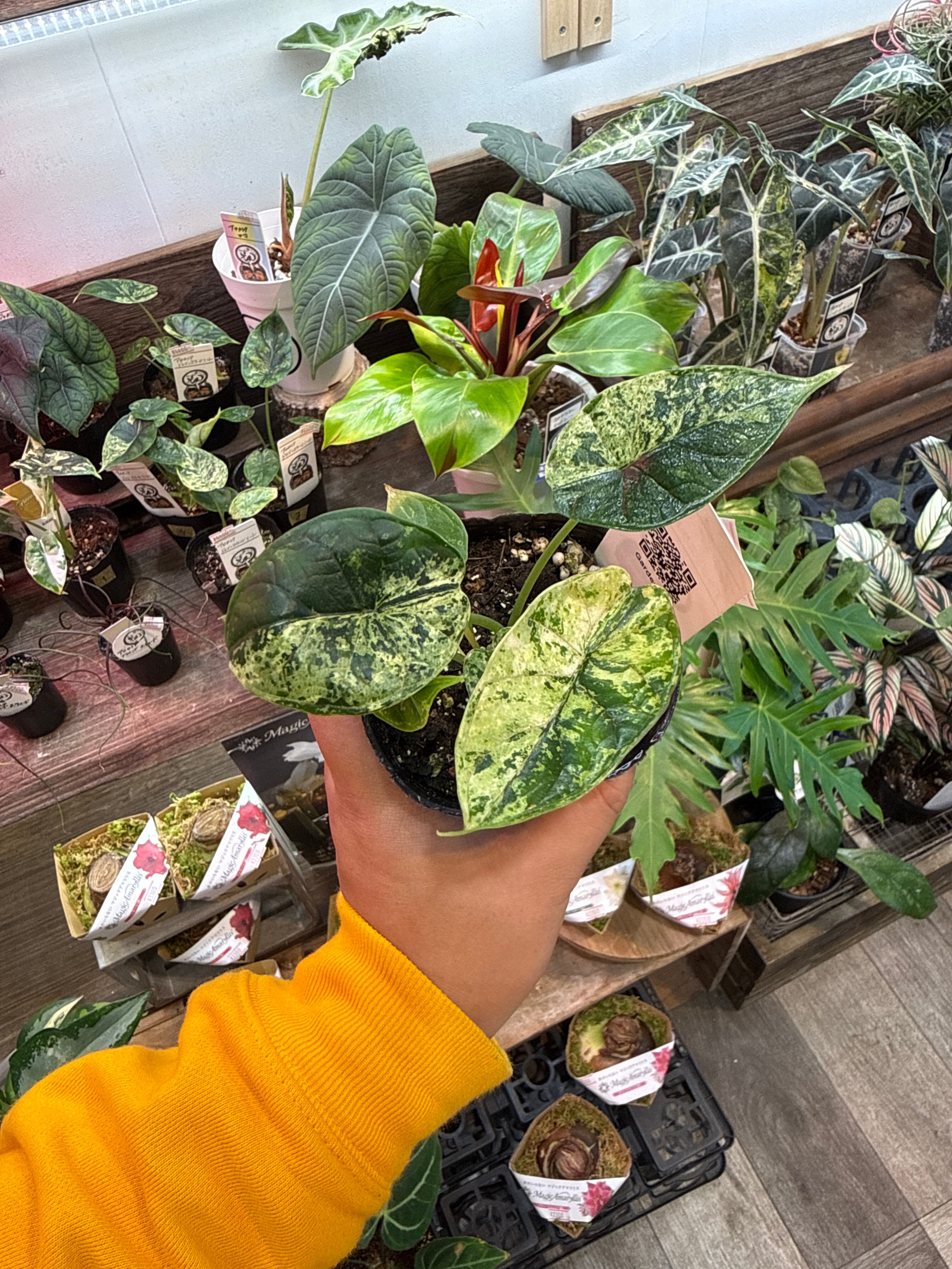 ①アロカシア ドラゴンスケールミント斑入り | Gardenえん 【観葉熱帯