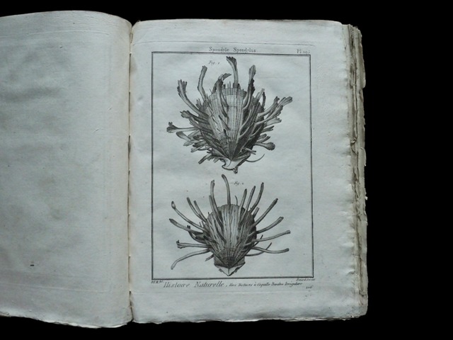 HISTOIRE NATURELLE , Coquilles Bivalves