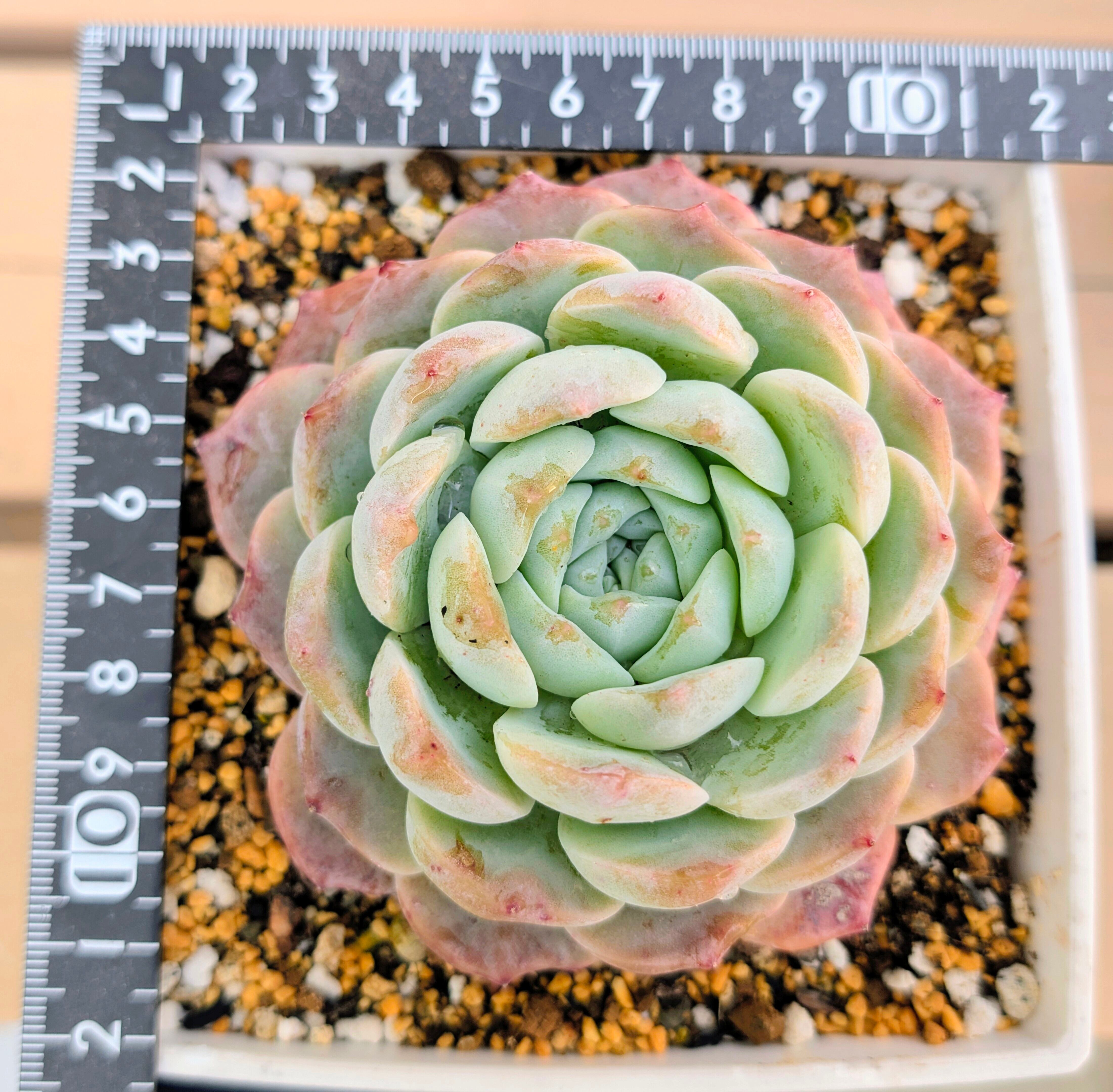 アガベ ティンカーベル ピクシー 錦 子株沢山付き m39922985369_1.jpg?1730899305