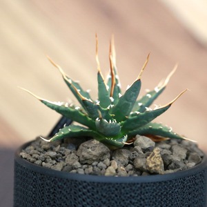 Agave utahensis eborispina アガベ エボリスピナ（実生3年） / 中株(3.5号鉢)/Lot.002