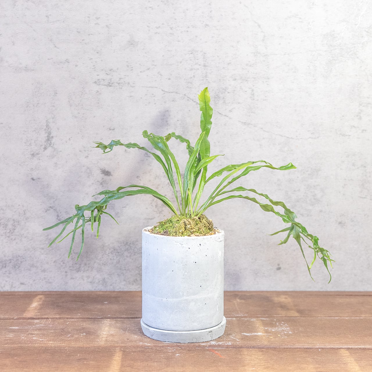 波打つ葉、うねる緑の芸術。さざなみ雲龍を、手づくりモルタル鉢に設えて。一つひとつ手で作り、一つひとつ想いを込めた特別な一鉢。■虫発生抑制【全国一律送料850円】