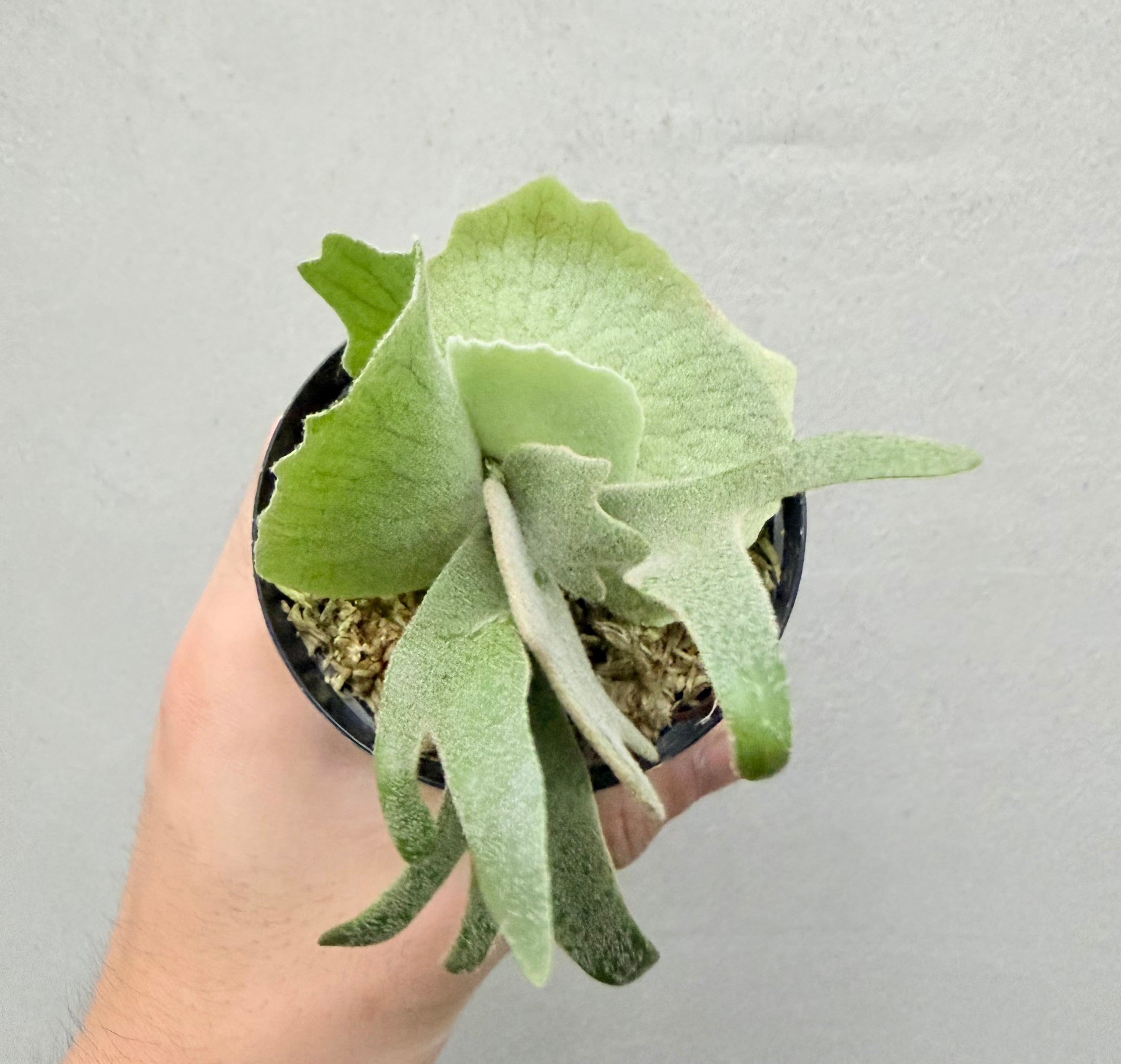 c) P. willinckii 'Frosty Maiden' spore grown ③ビカクシダ