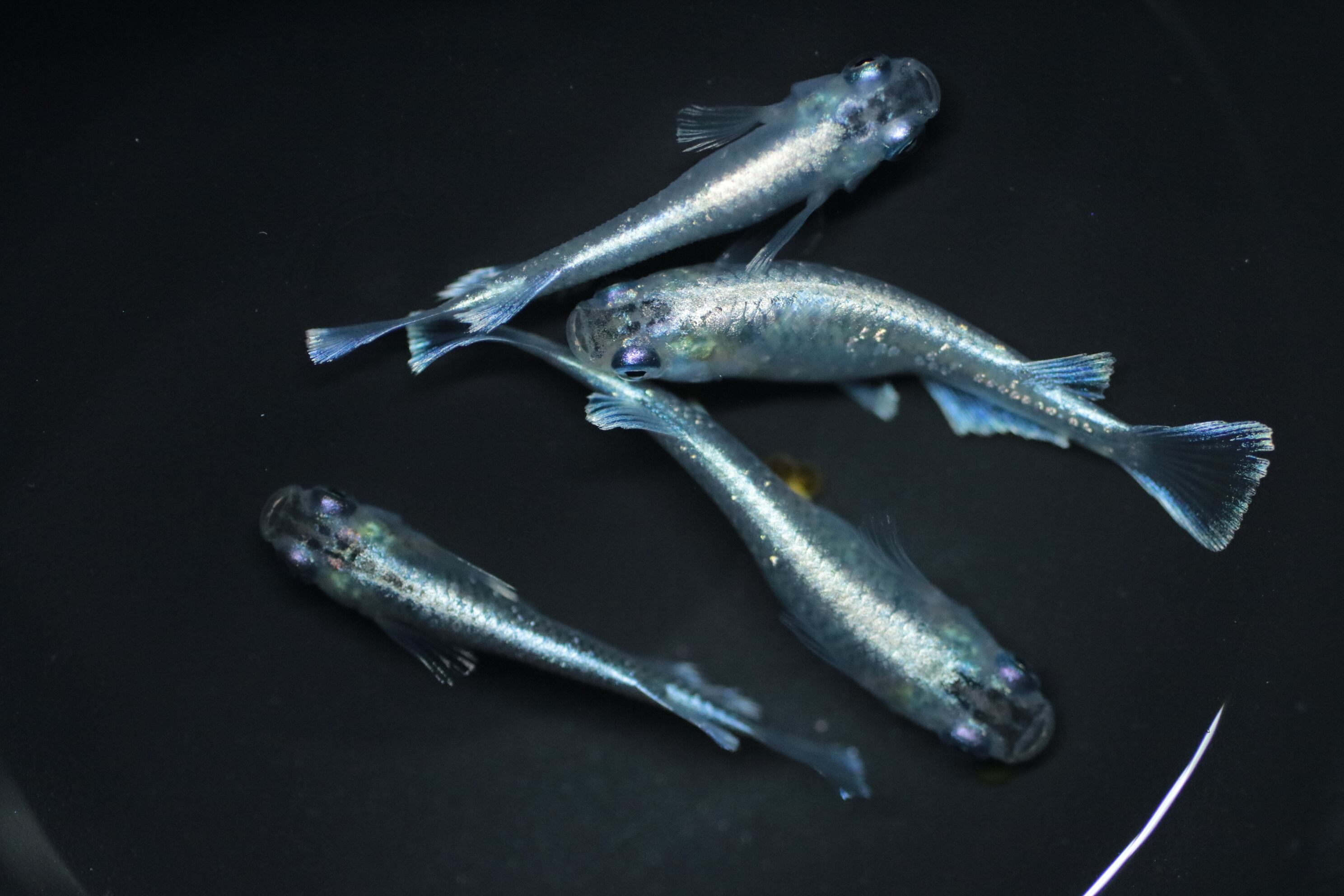 湖国メダカ】現物出品 マリアージュロングフィンフィン 極上 若魚 1