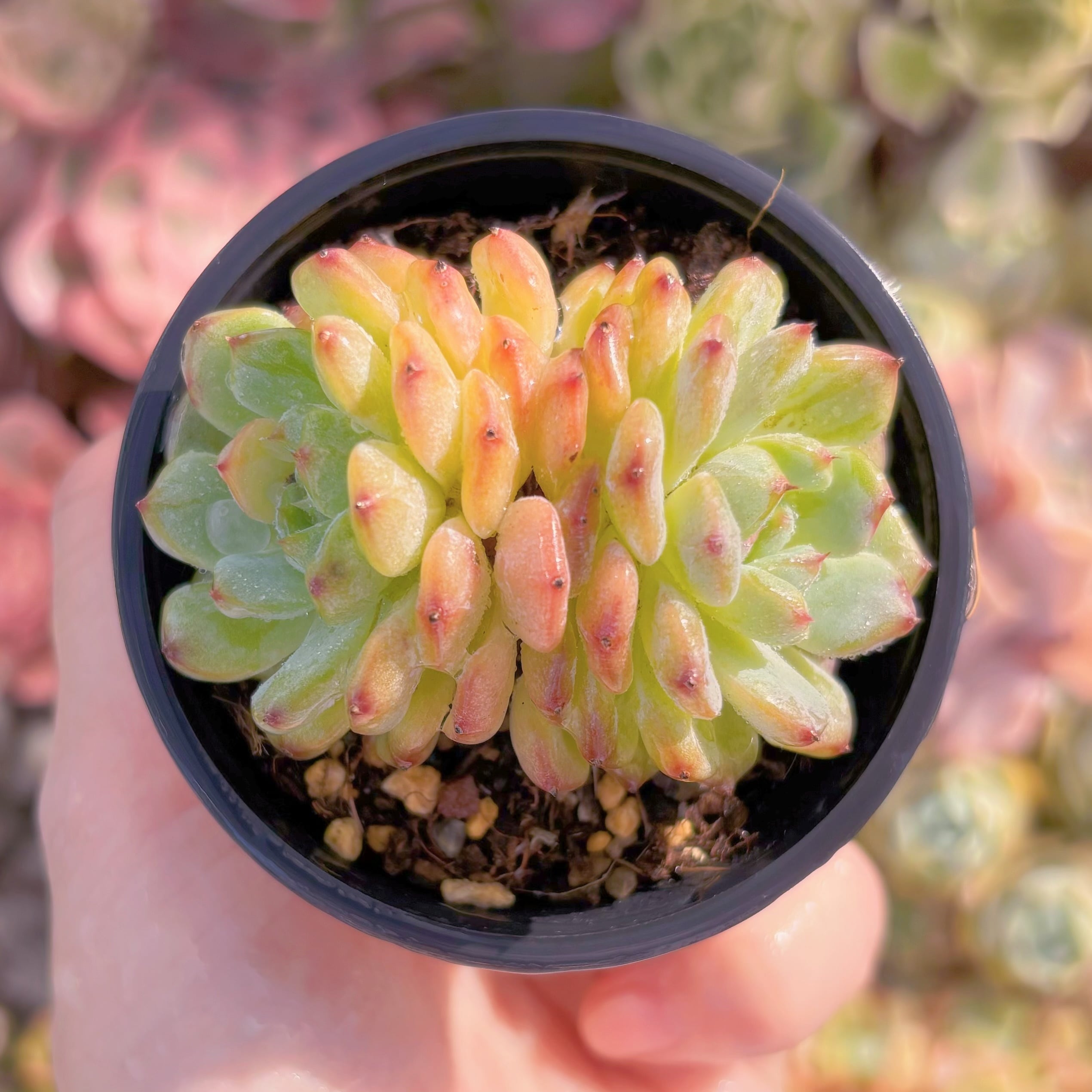 現品　ハニーベビー#778　るる農園