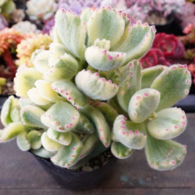 【熊童子錦 3】斑入り　コチレドン　群生　韓国多肉