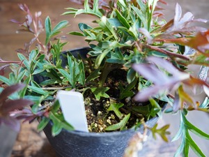 【現物】グレビレア　"ガウディチャウディ"　B