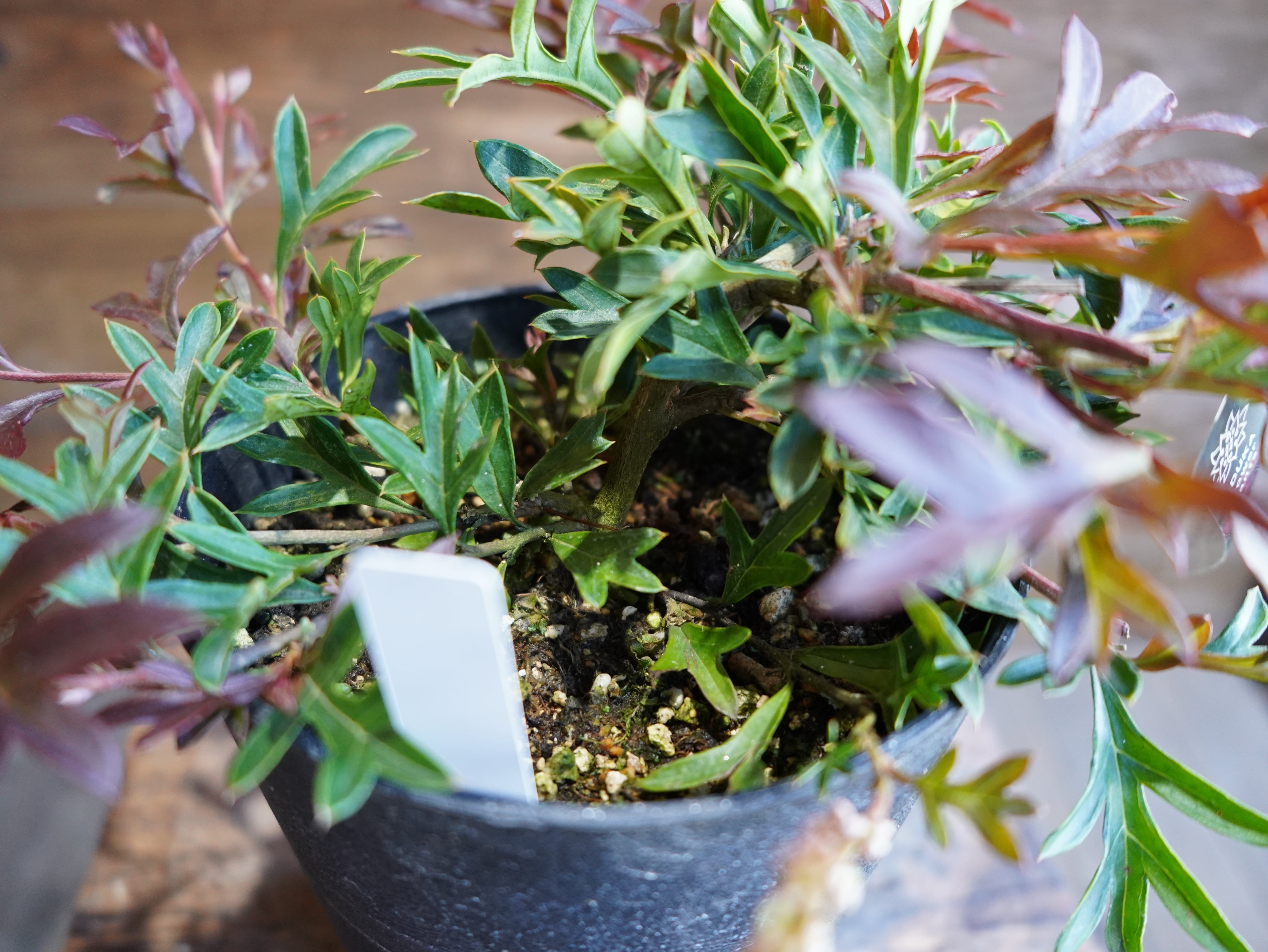 【現物】グレビレア　"ガウディチャウディ"　B