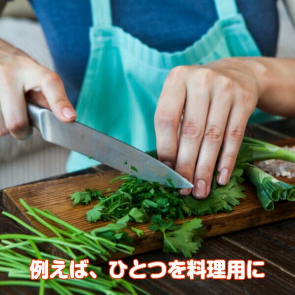 プランター 植木鉢 鉢 おしゃれ（プラ製プランター 白） | ハーブ苗の