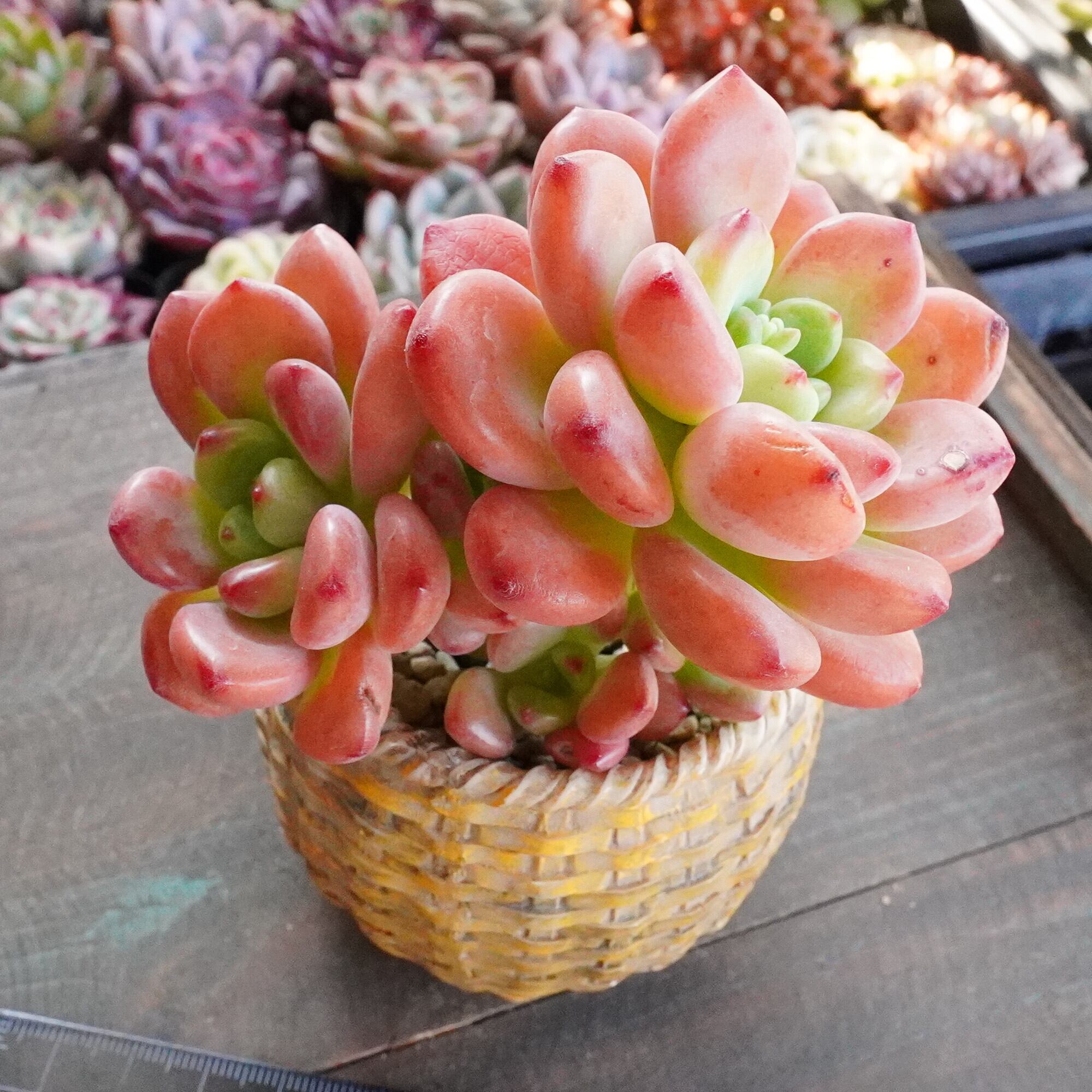 韓国苗　多肉植物　超特大 エケベリア　年末年始ギフト　18苗セット【SP1】 韓国苗 多肉植物 超特大 エケベリア 年末年始ギフト 18苗セット【SP1】