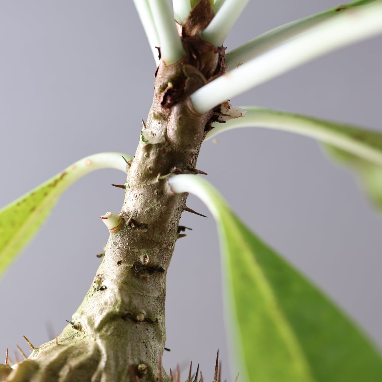 396 アリと共生する『アリ植物 ミルメコディア ツベローサ Myrmecodia