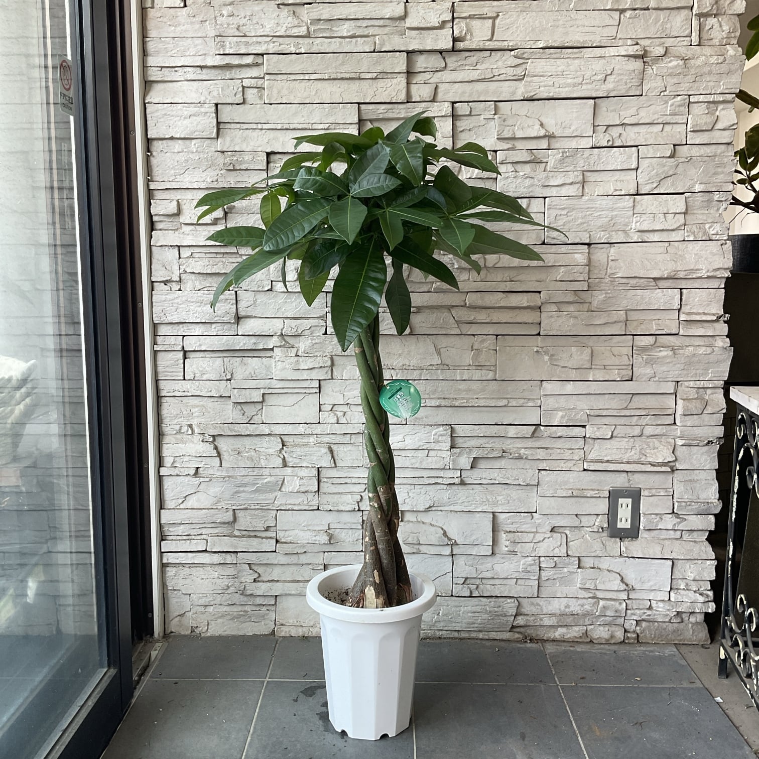 観葉植物♪カラテア　オルビフォリア♡6号鉢 観葉植物 カラテア オルビフォリア（6号鉢）｜HanaPrime（ハナプライム）