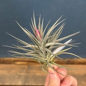 チランジア　アエラントス　ニグラ【191】