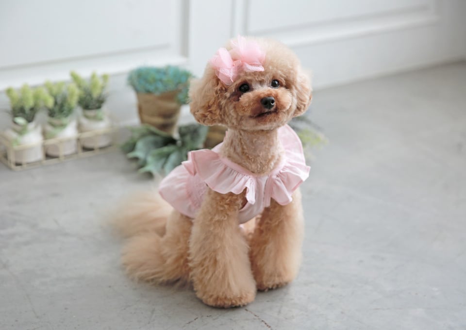 crop lace sleeveless / 犬服 ドッグウェア 犬の服 ペット洋服 無地 綿100% ブラウス ノースリーブ ショート丈 クロップドトップス 小型犬 中型犬 おパンツカット トップス フリル シンプル 夏 袖なし 涼しい top158