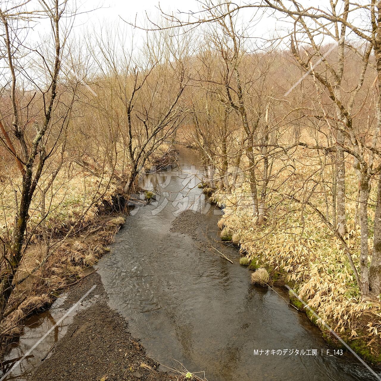 早春の川と枯れ木　Early spring river and dead trees