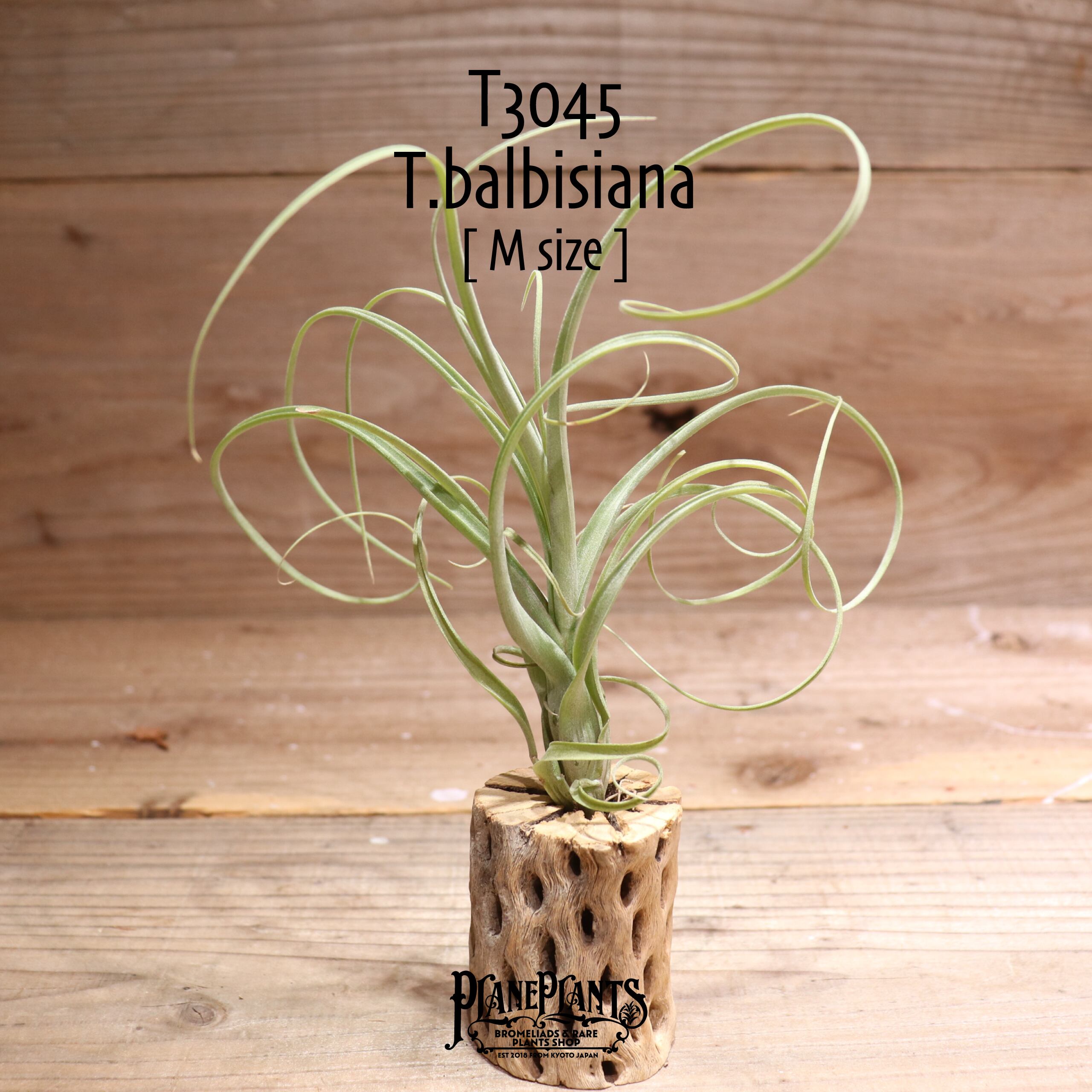 【送料無料】バルビシアーナ〔エアプランツ〕現品発送T3045