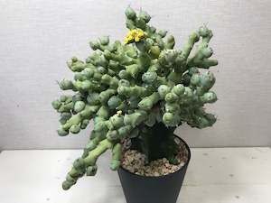 ユーフォルビア クリビコラ