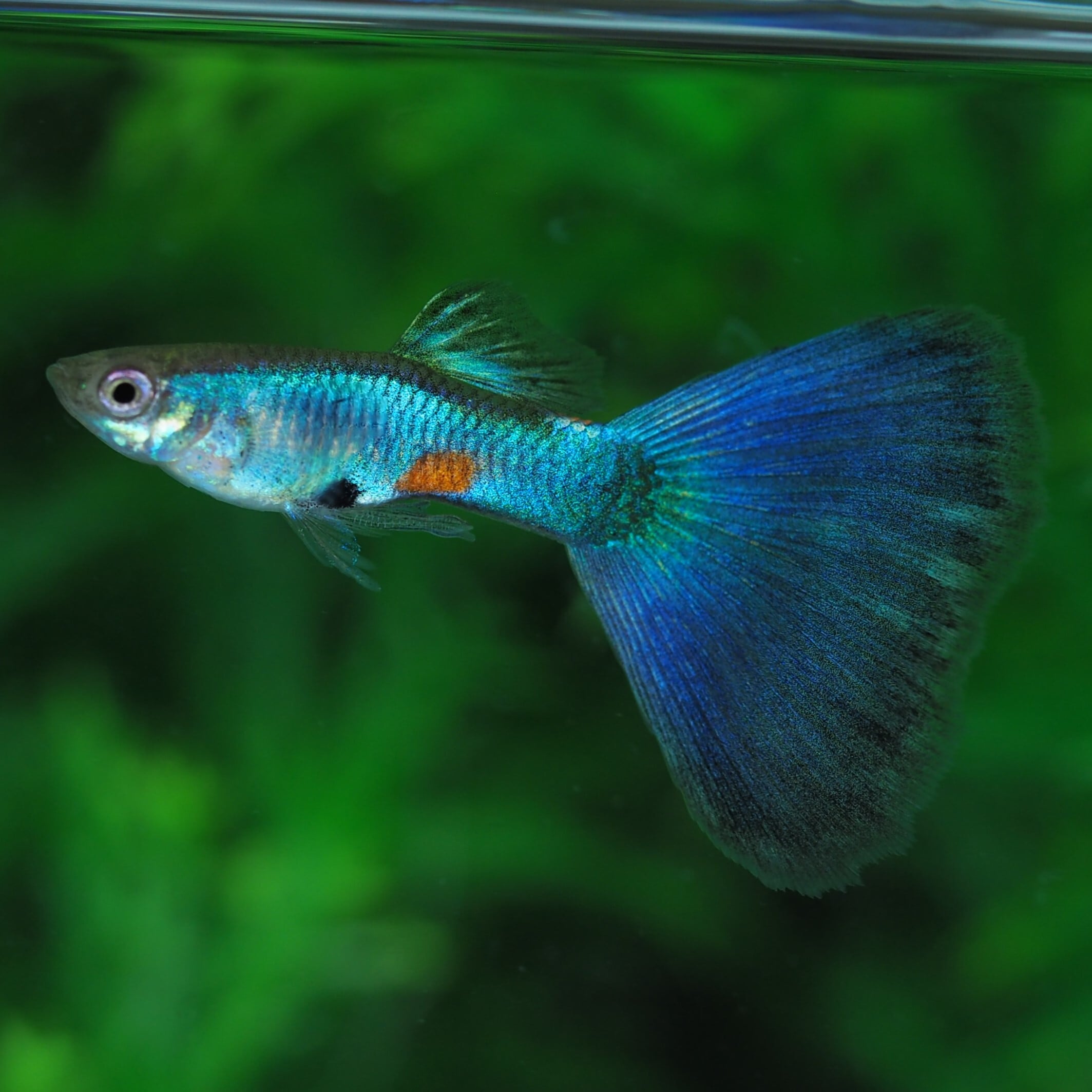 GUPPY | 伊豆グッピーファーム