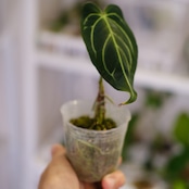 アンスリウム・レガレ / Anthurium Regale㉓│観葉植物