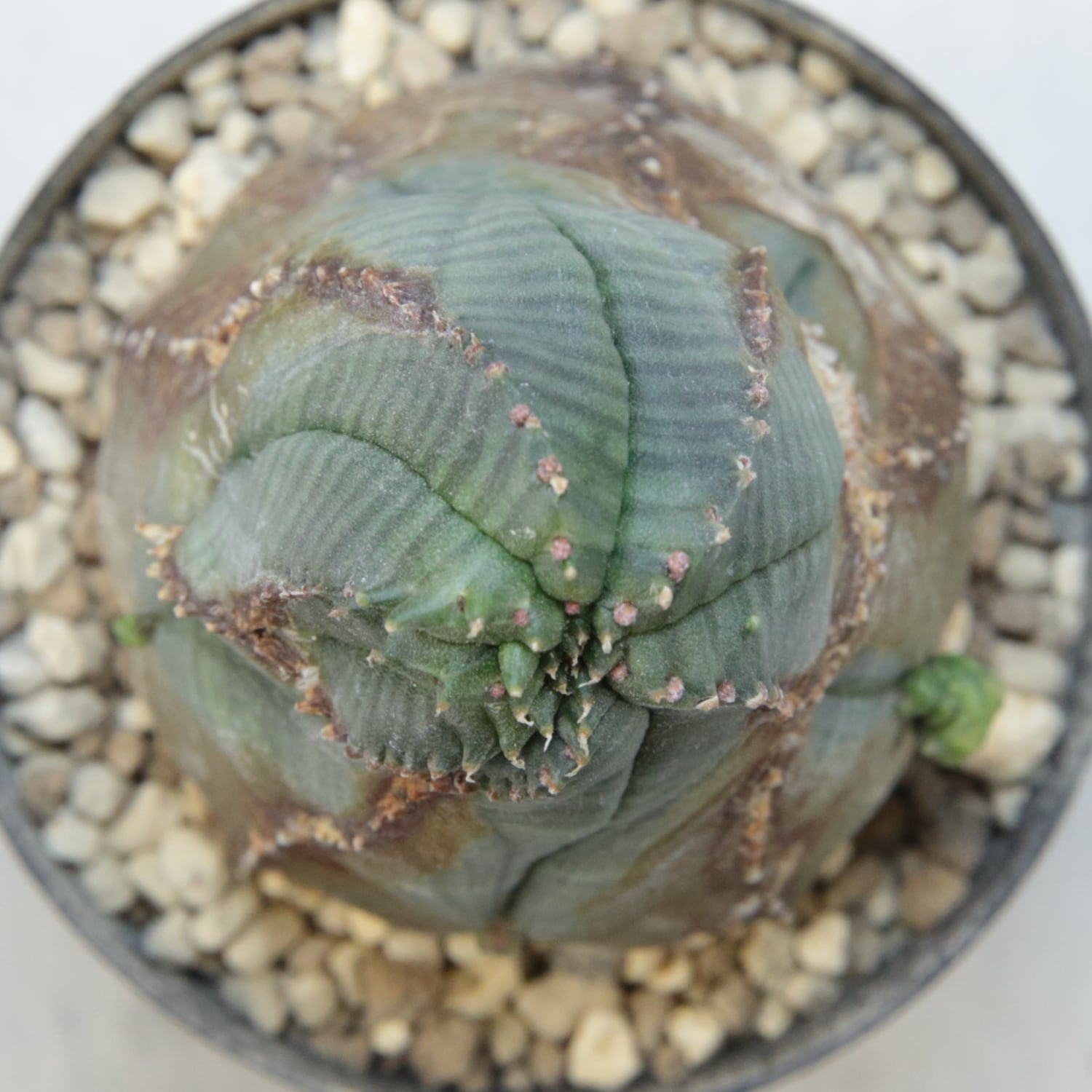 木質化 捻じれ マイクロ オベサ / 木質化 ユーフォルビア | LIGHTHOUSE