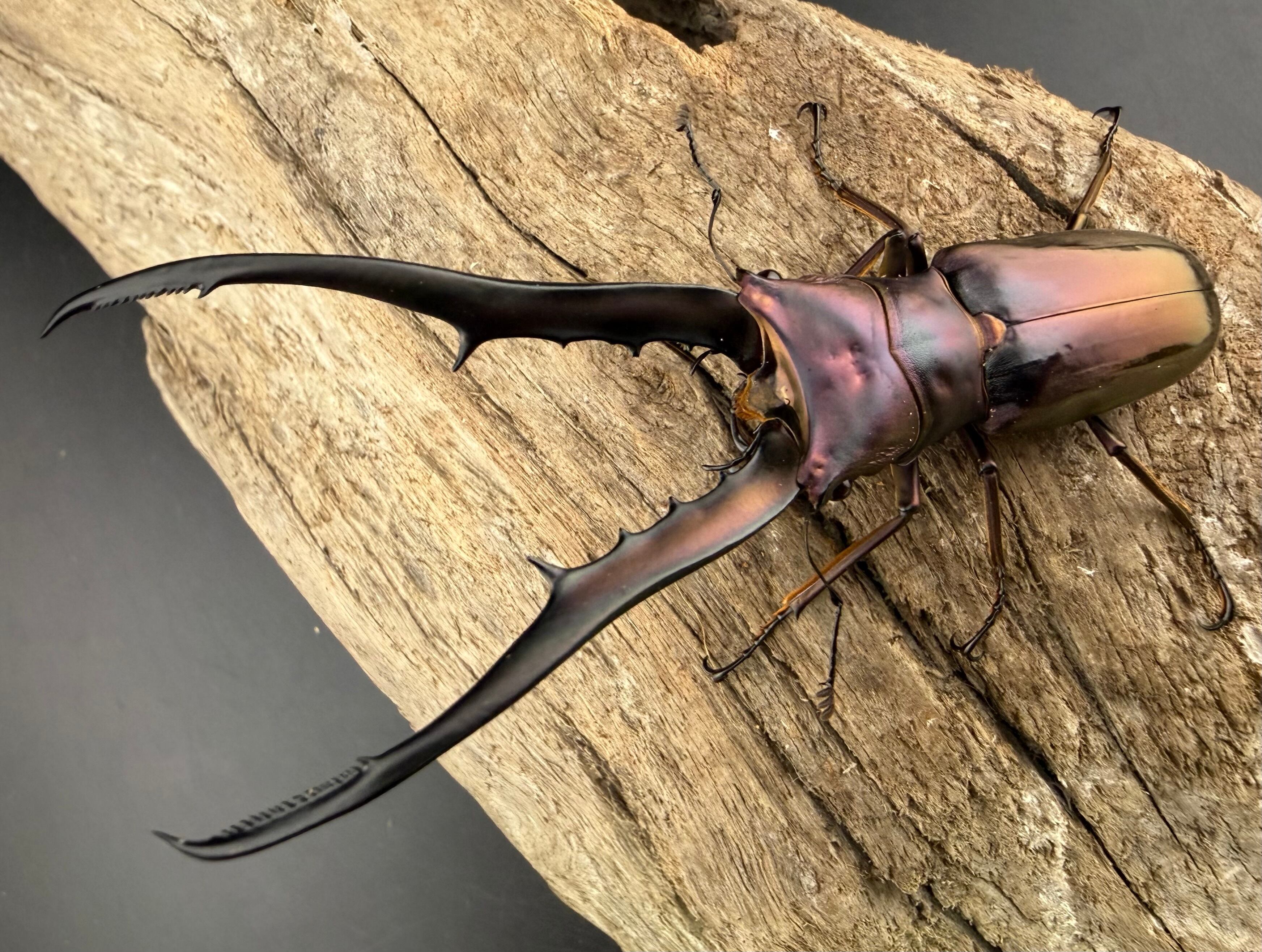 メタリフェルホソアカ亜種finae 86.5mm ペア》 | KPW公式オンライン