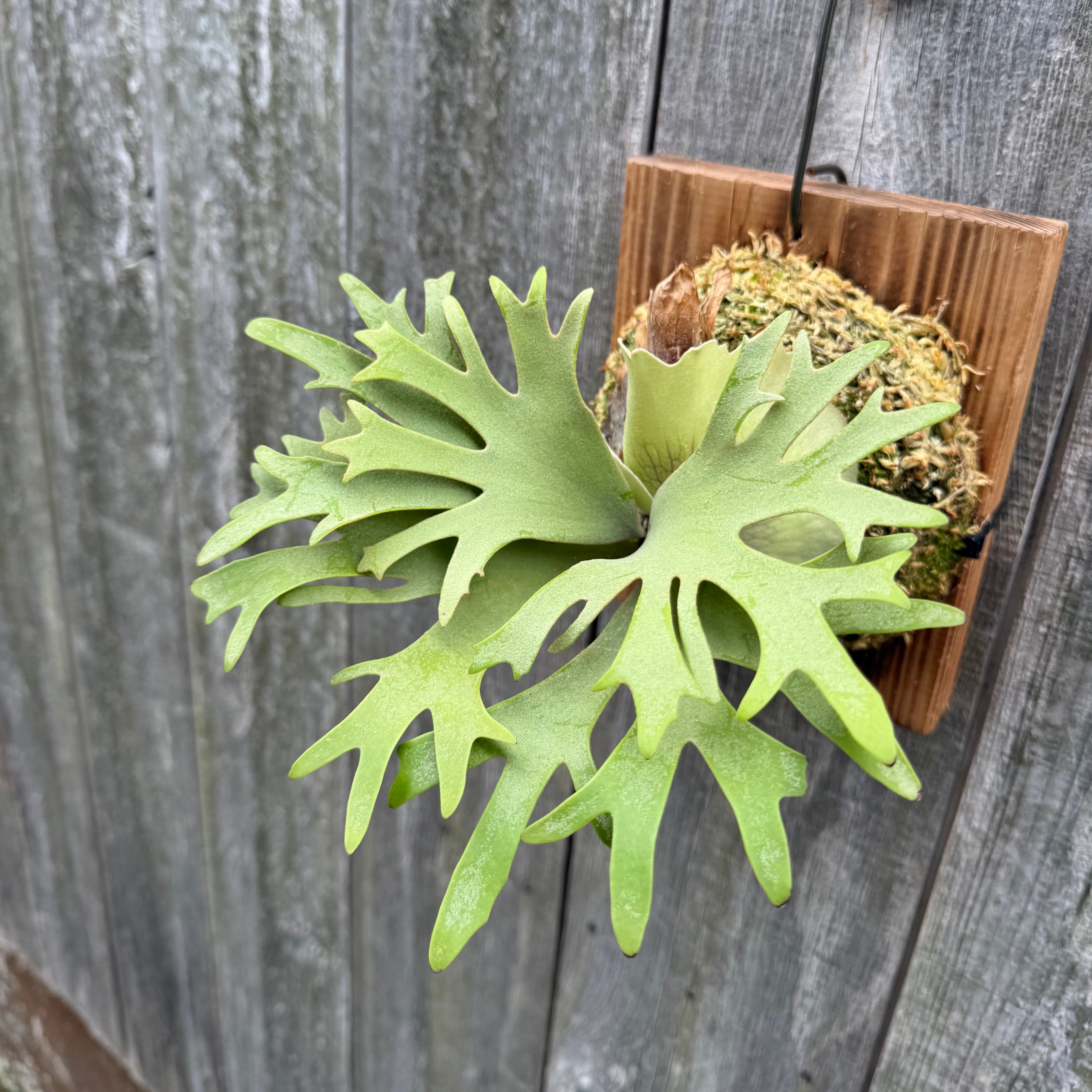P. willinckii O.M.G sporeling “WASABI” | naturefix